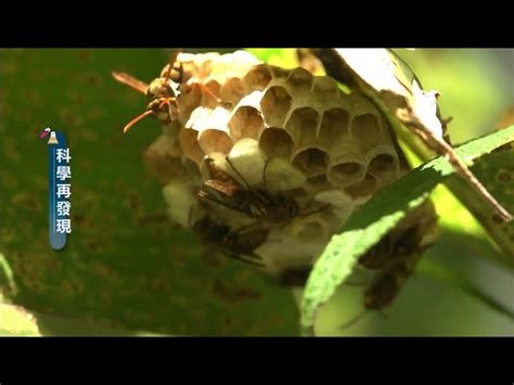 蜜蜂 築巢 風水|【蜜蜂來家築巢】揭秘！蜜蜂來家築巢，背藏吉凶徵。